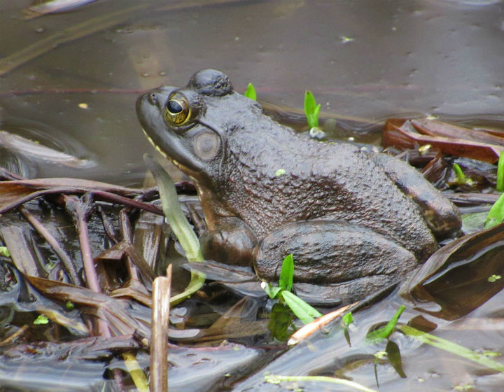 American Bullfrog